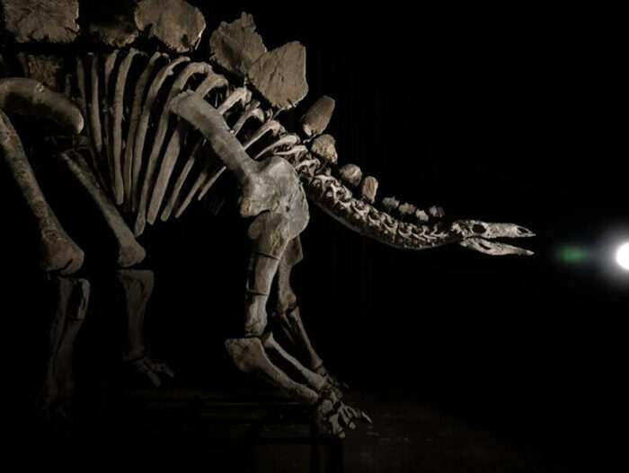 World’s Largest Stegosaurus Fossil Fetches a Staggering $45
Million