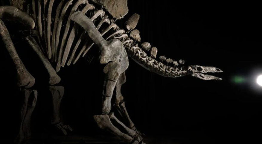 Apex, the world's largest Stegosaurus fossil.