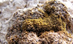 closeup of moss