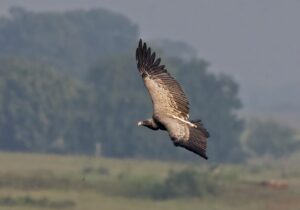 Indian vulture flying