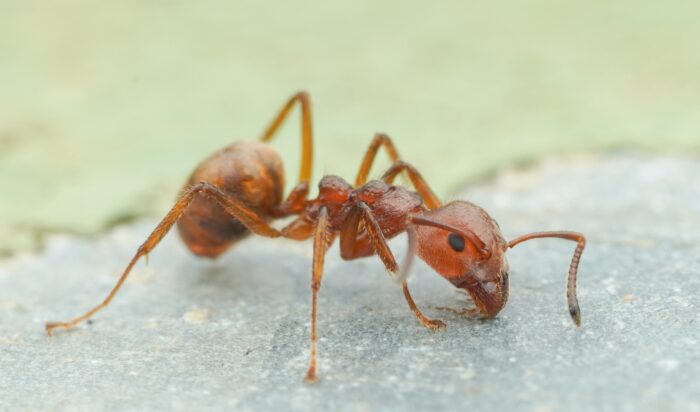 close up of an ant