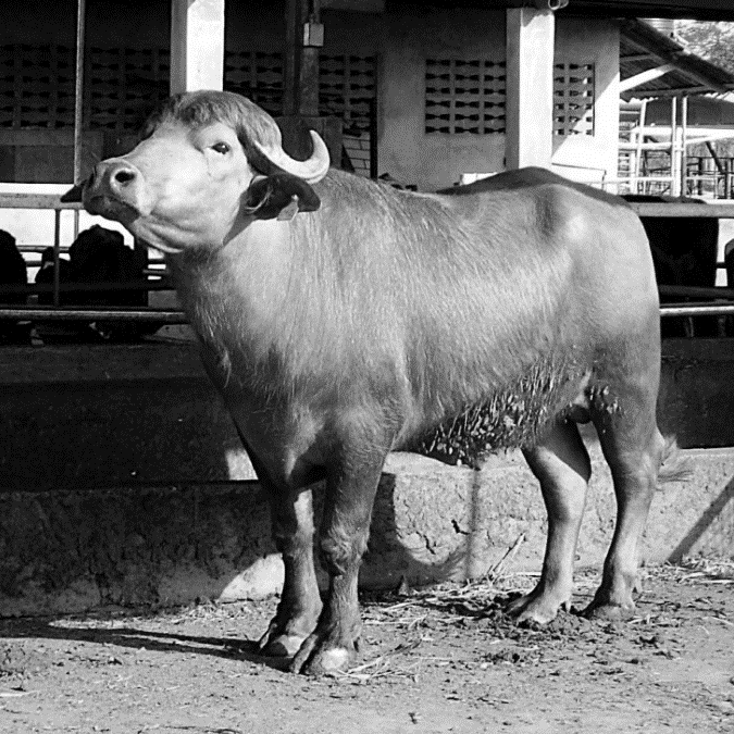 buffalo hybrid