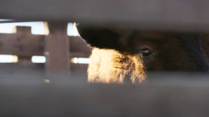 A buffalo in a holding pen, preparing to be released onto Shoshone land.