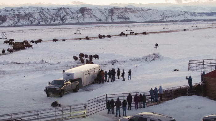 an aerial view of a trailer and a buffalo with mountains in the background