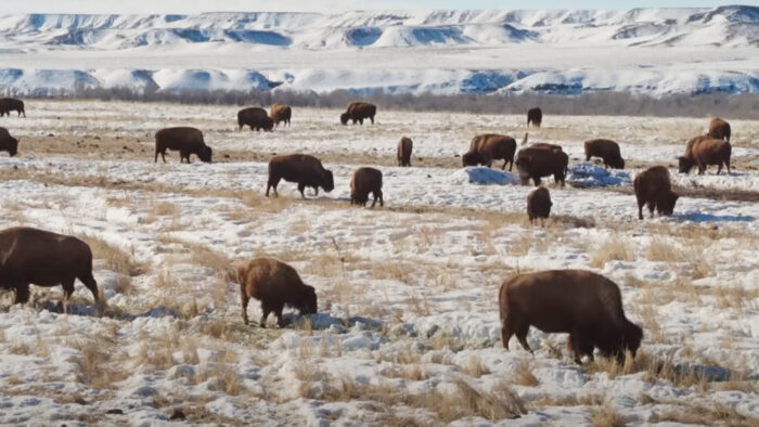 a herd of bison with mountains in the background