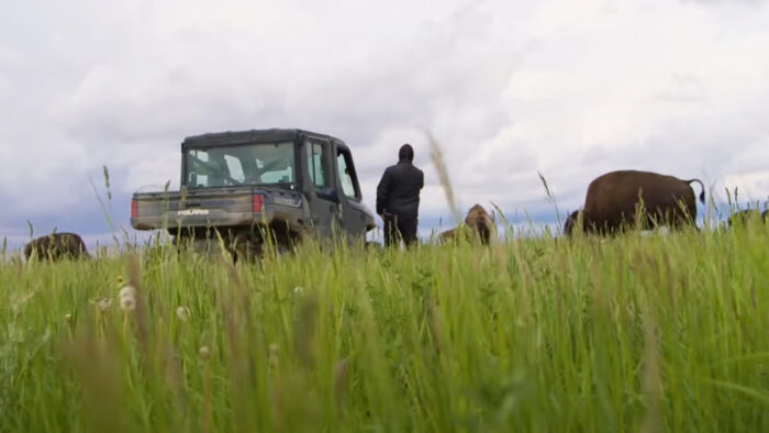 a man stands in a field and looks at buffaloes