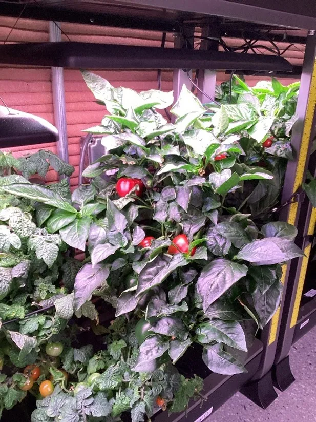 Leafy tomato plants carry fruit.