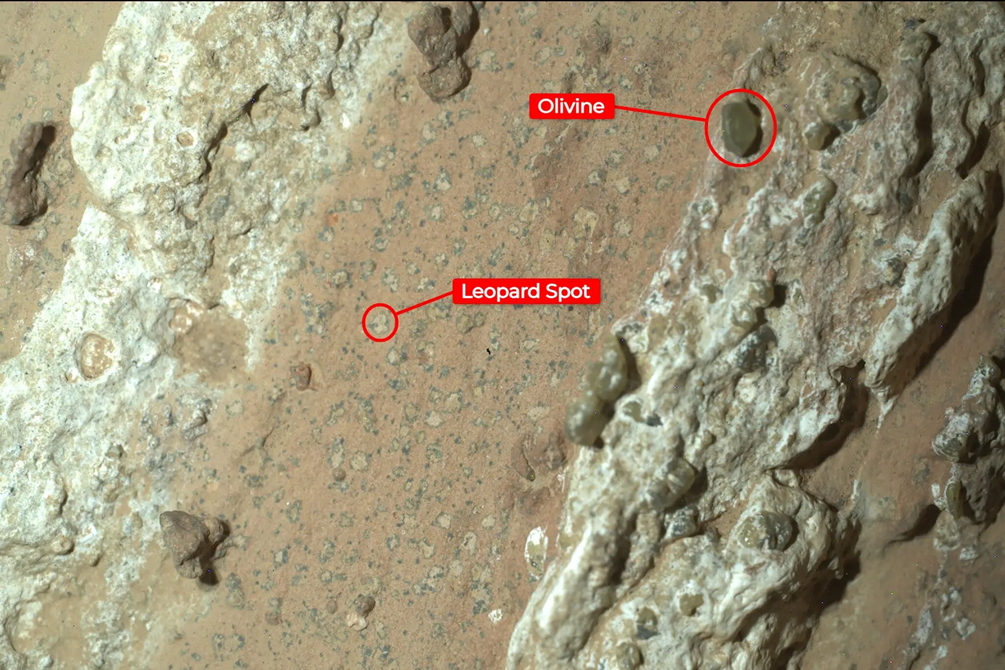 A close-up of the surface of a rock. Larger dark brown clumps are labelled olivine, while small circular deposits are labelled leopard spots.