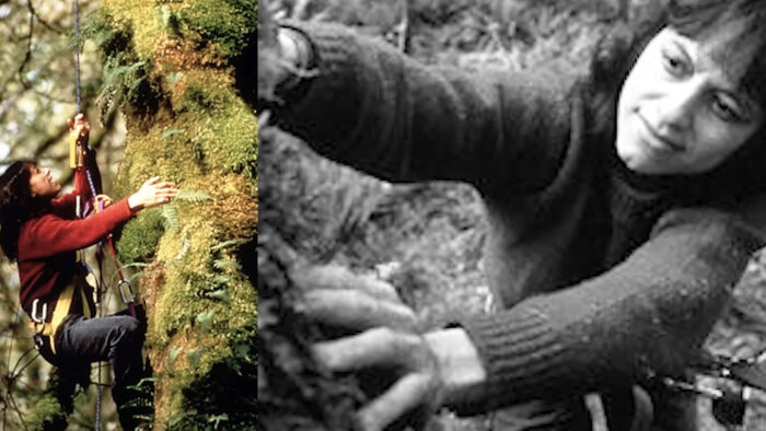 a women climbs trees in a splitscreen image