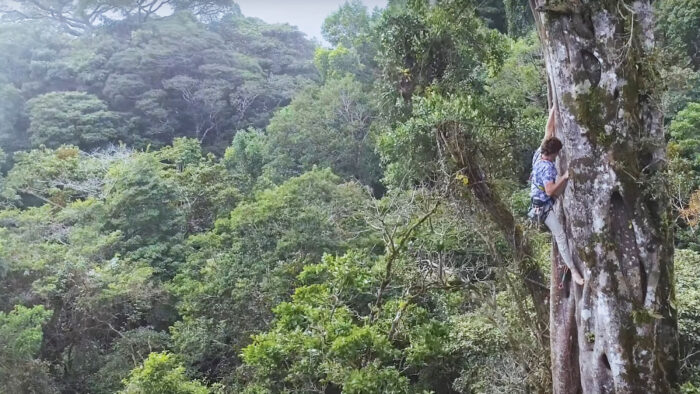 a man climbs a tree