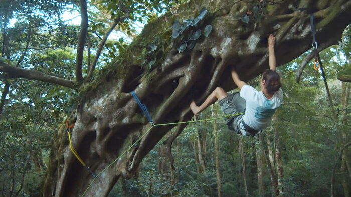 a man climbs the underside of a strangler fig