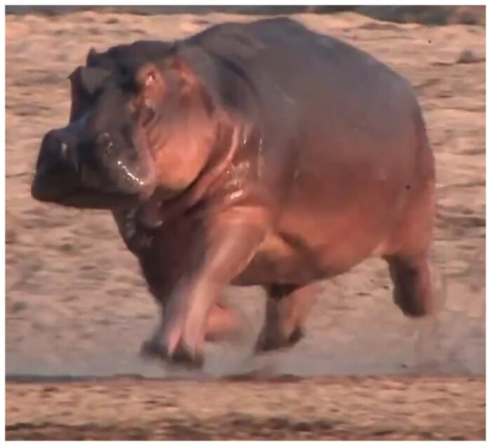 a hippo running