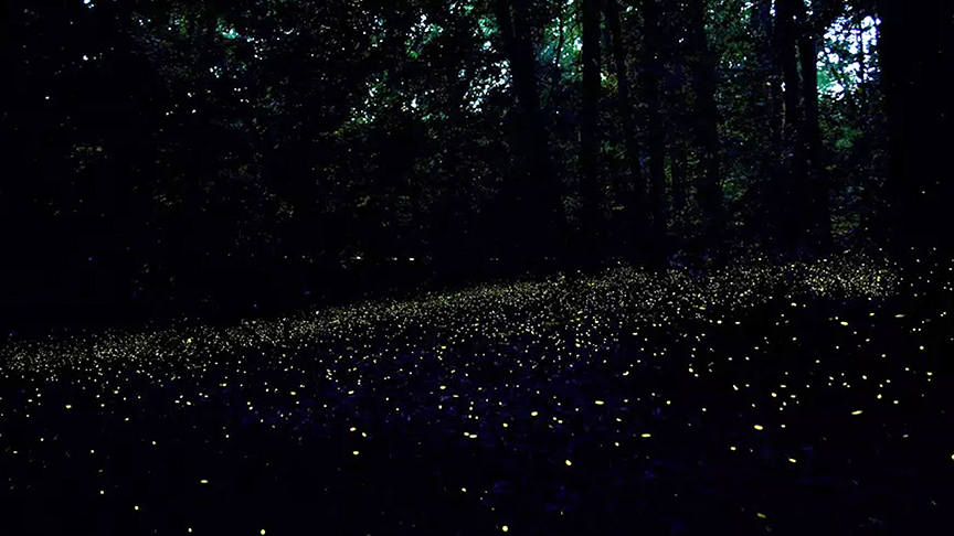 fireflies in a dark forest