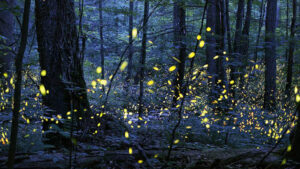 Fireflies light up the forest floor of the Great Smoky Mountains.