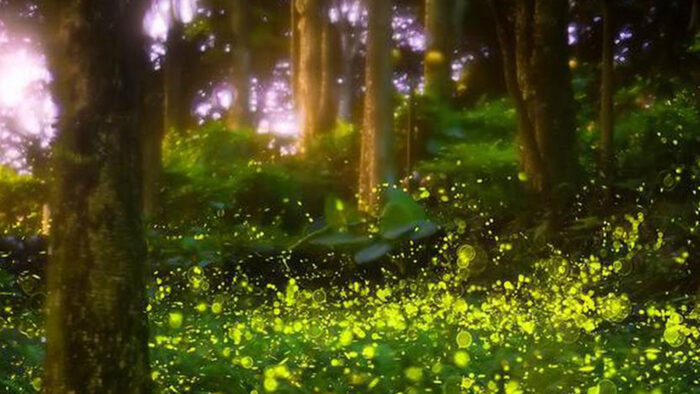 fireflies in a long exposure