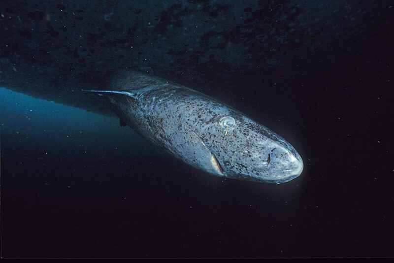 head of Greenland shark.