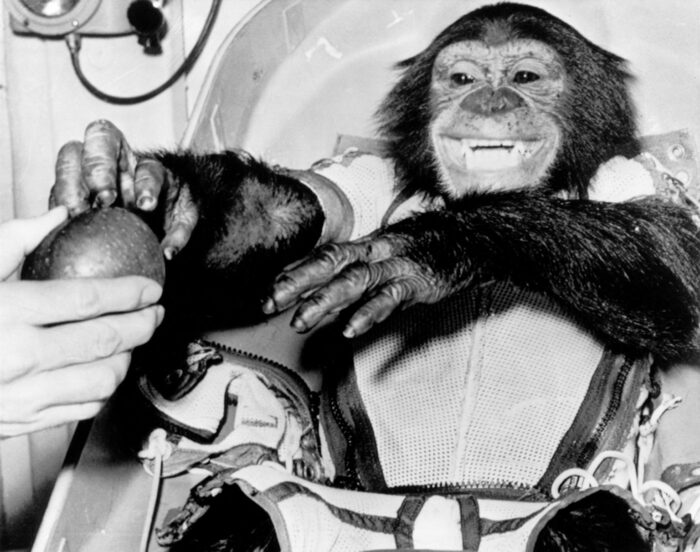 chimpanzee baring its teeth and reaching for fruit