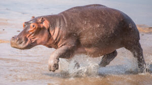 a running hippo