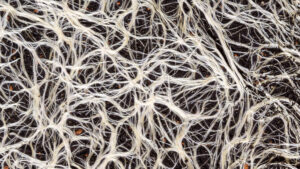 a network of mycelium