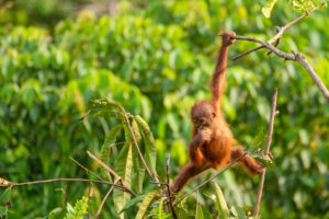 Orangutan swinging through trees