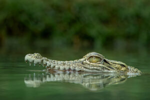 head of Saltwater crocodile.
