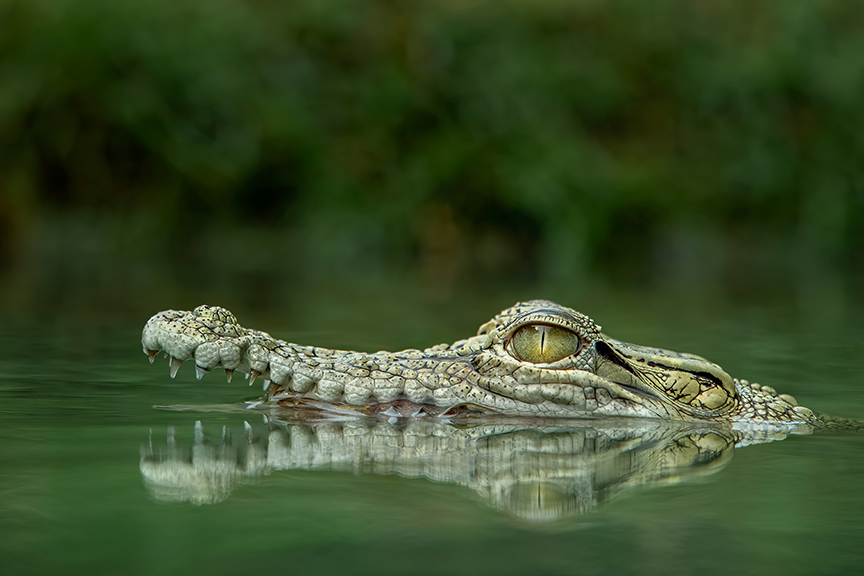 Australia Doesn t Have a Croc Problem Despite Latest Attack Explorersweb