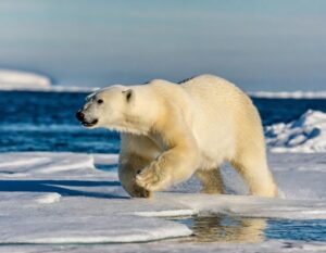 polar bear on sea ice