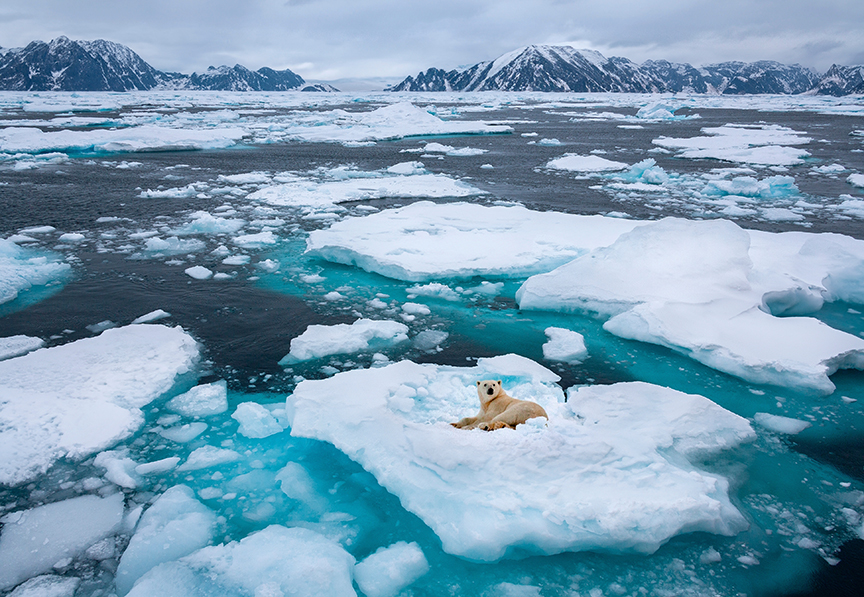 polar bear on sea ice