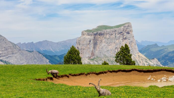 View of the Aiguille from pastures across the valley with large horned chamois in foreground