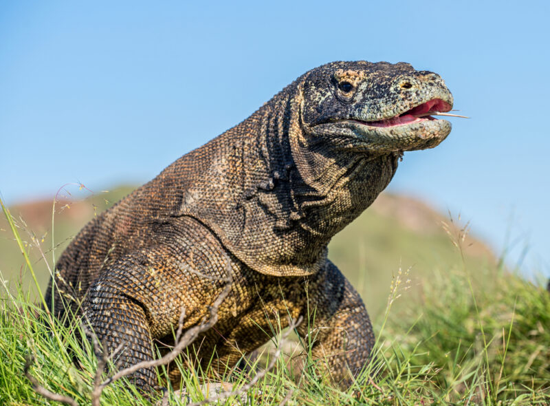 komodo dragon