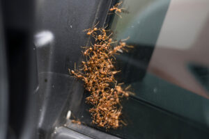 swarm of ants on a car window