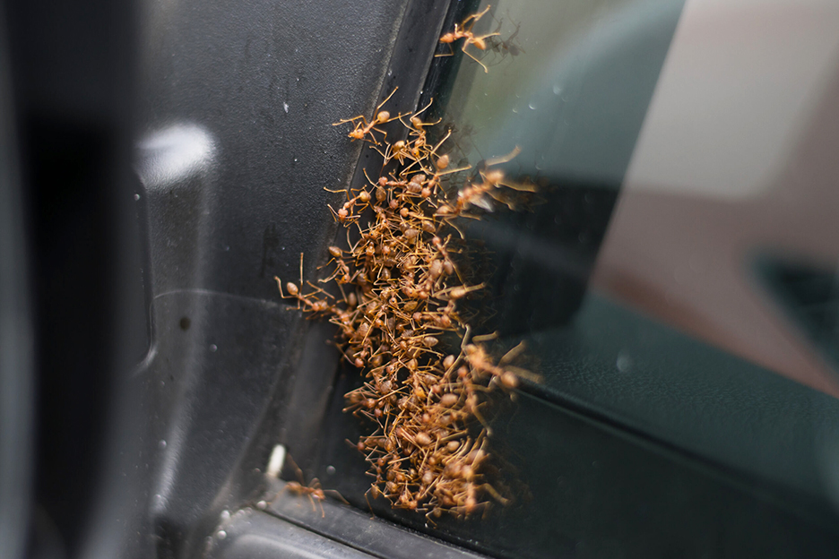 swarm of ants on a car window