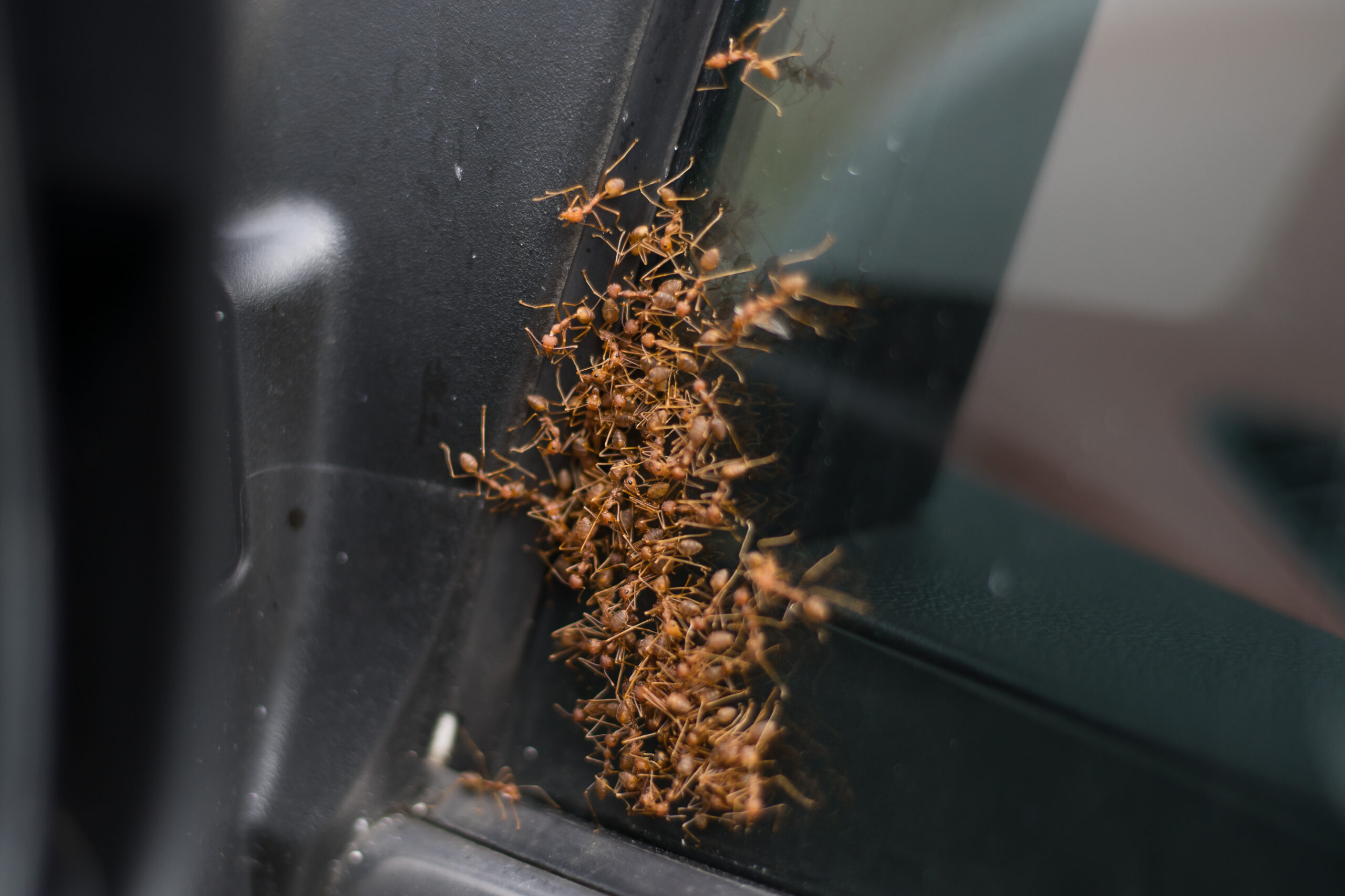 'Hitchhiking' Ants Use Cars to Colonize New Territory » Explorersweb