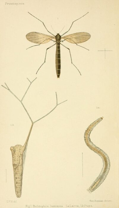 A lifecycle illustration of Arachnocampa luminosa