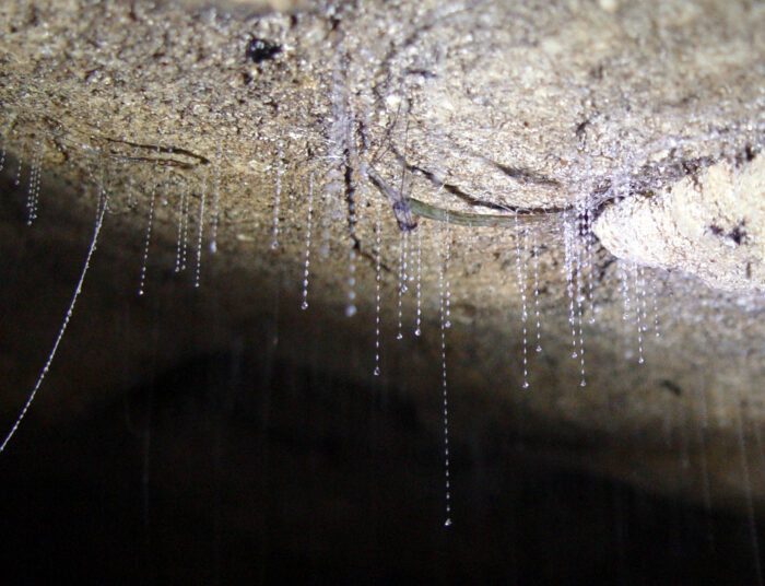 several strands of sticky silk hang down from a cave wall