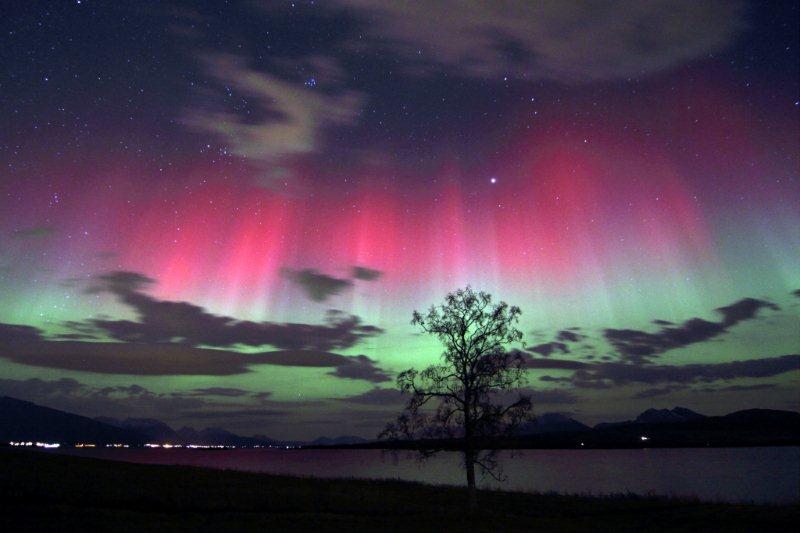 Pink and green lights stretch down from zenith towards a tree silhouetted against the sky.