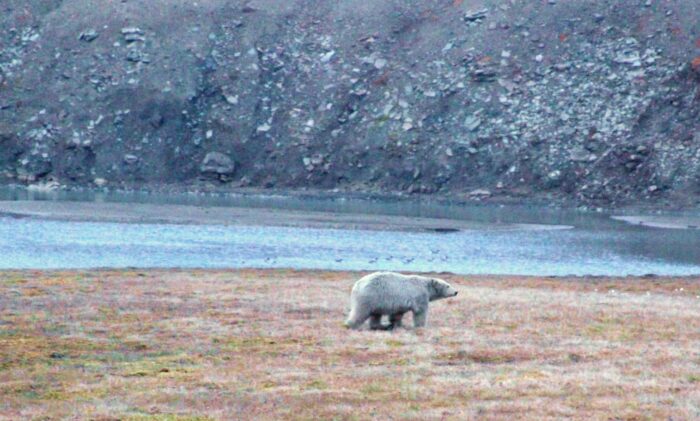 A polar bear on a grassy plane, with a snowfield behind it.