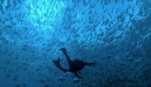 Scuba diving in a feeding frenzy.