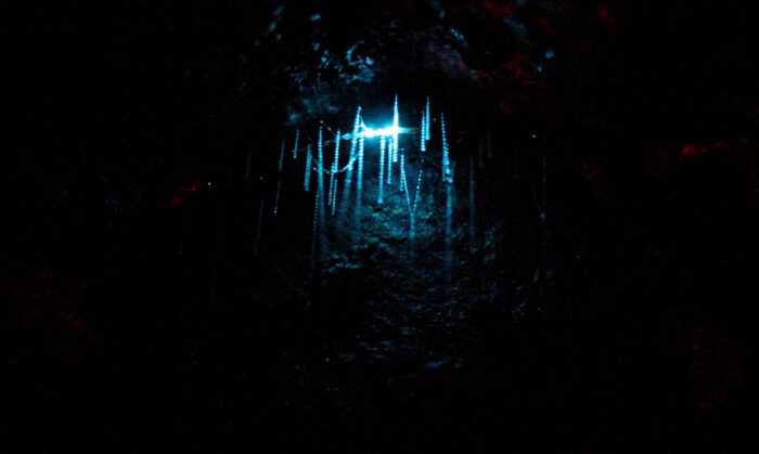 glowworms illuminate a strand of sticky silk