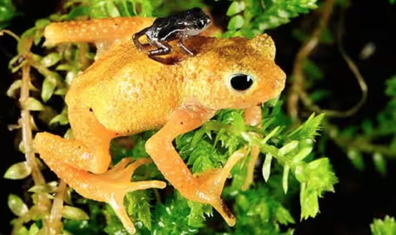 Kihansi spray toad