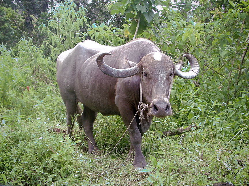 buffalypso in a forest