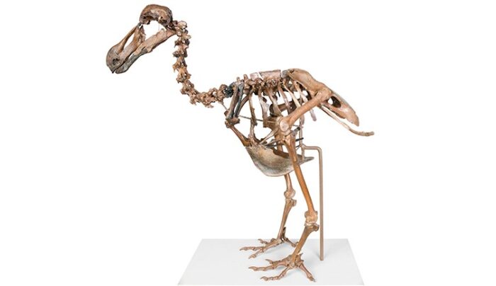 The Speedy Dodo: History's Most Misunderstood Bird » Explorersweb