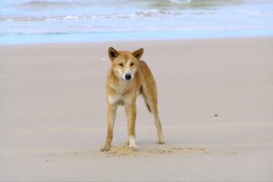 dingo on sand