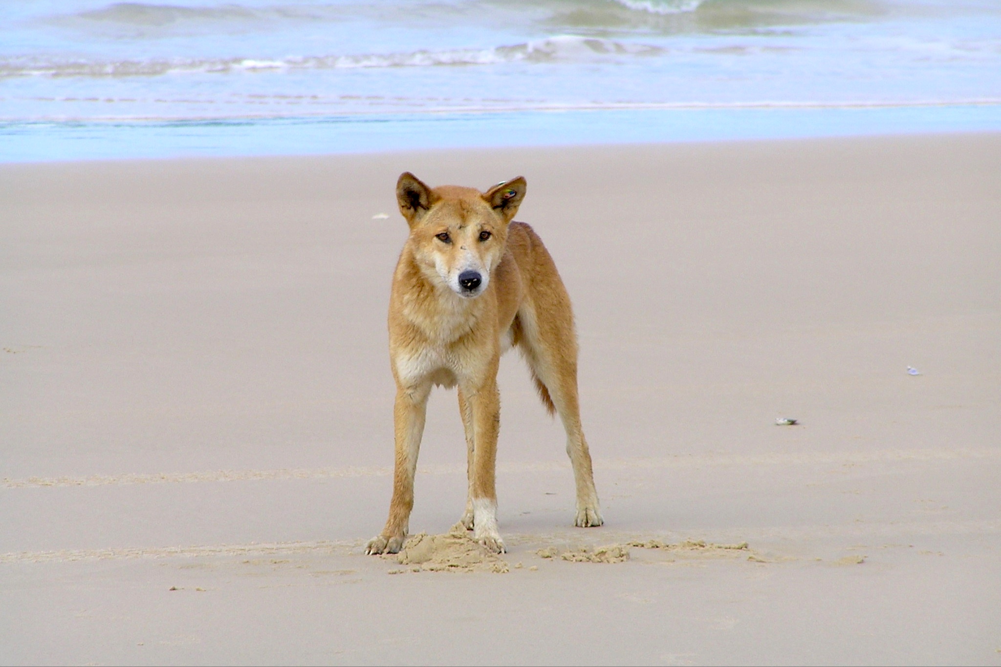 dingo on sand