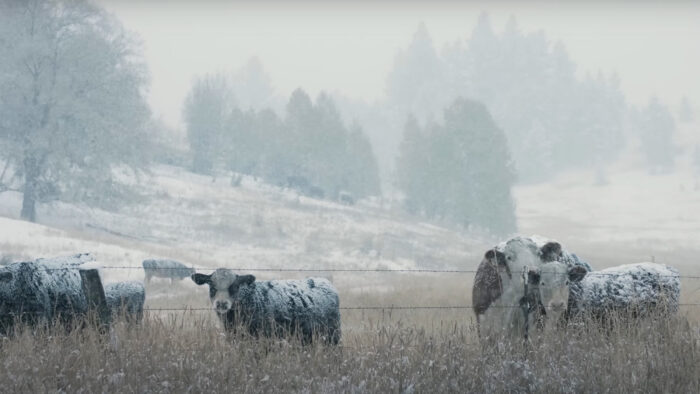 cows in the snow