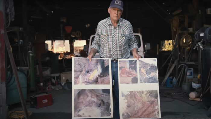 a man holds up posters with photos of dead cattle