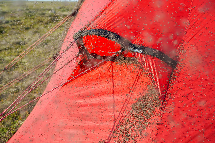 many many mosquitoes on their tent