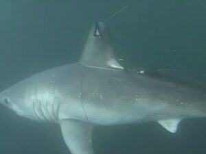 tagged shark underwater