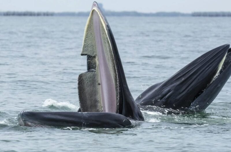 Bryde's whale. 