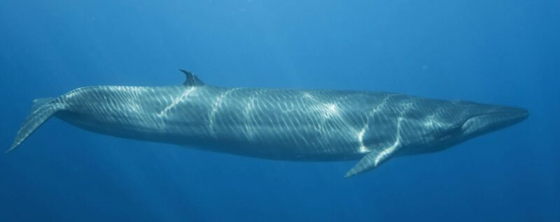 Bryde's whale. 